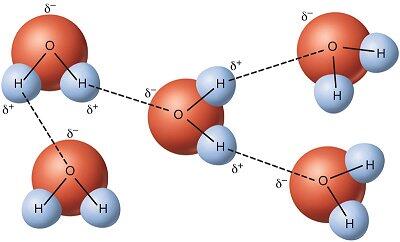 Water molecules bonded by polar bonds.